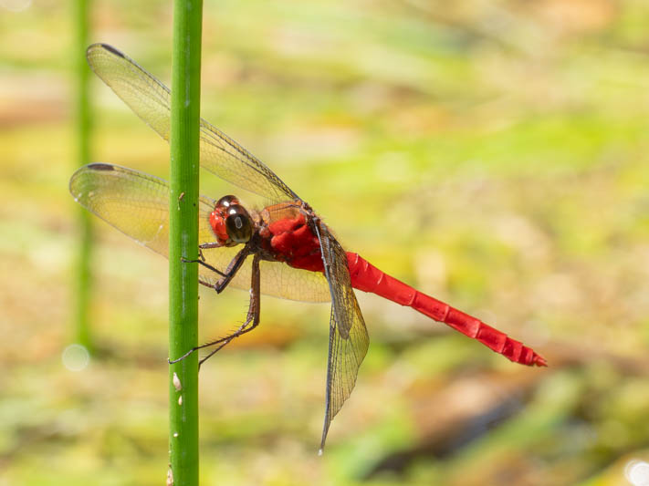 Rhodopygia hinei (Brilliant Redskimmer) male-5.jpg
